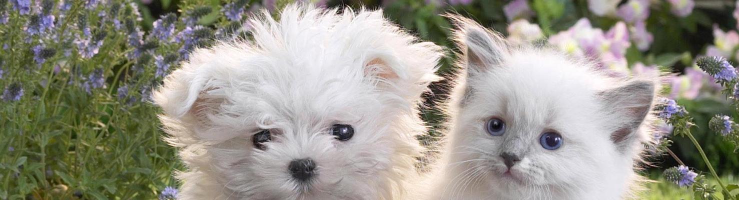 Лечение щенков и котят