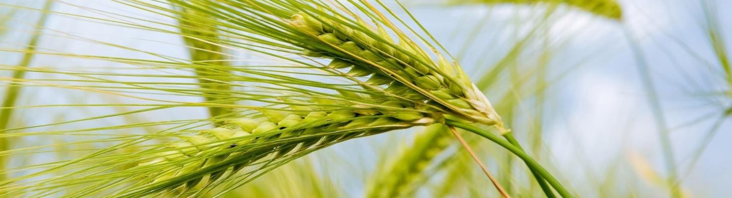 30-ая Международная специализированная выставка БЕЛАГРО