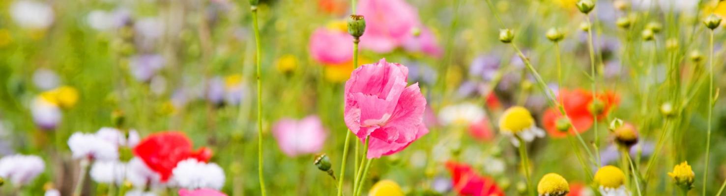 Способы получения, состав и антиоксидантная активность растительных экстрактов