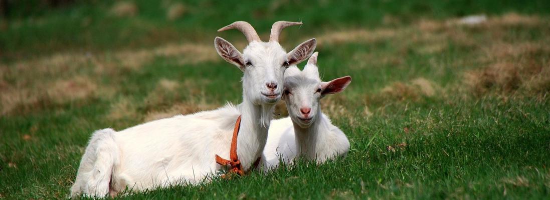 17-19 мая 2019 года состоится Третья Всероссийская специализированная выставка молочного козоводства