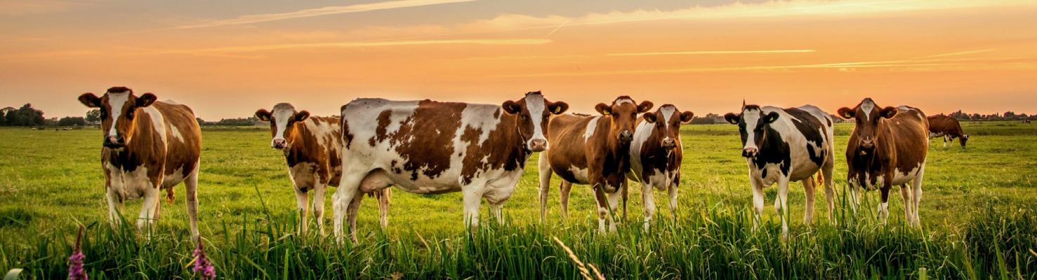 Беларусь Молочная - VI Экспортный форум